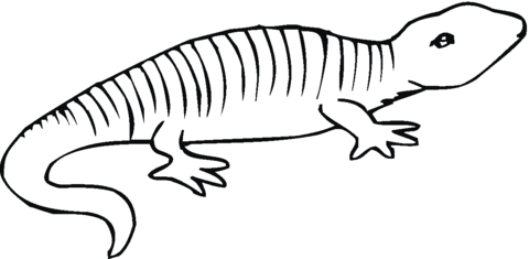 Salamander 3 Coloring page