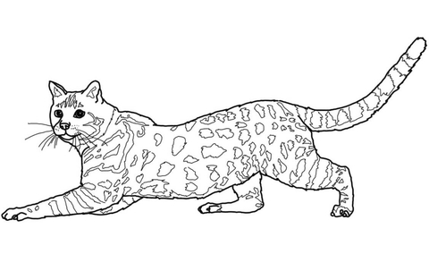 Savannah Cat Coloring page