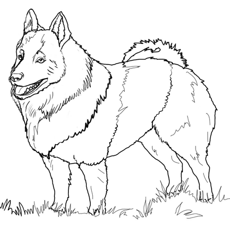 Schipperke Coloring page