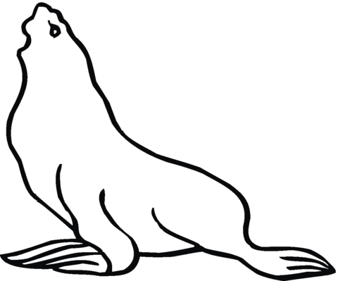 Sea Lion 13 Coloring page