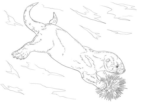 Sea Otter Eating Sea Urchin Coloring page