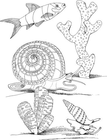 Sea Snail Marine Mollusc Coloring page