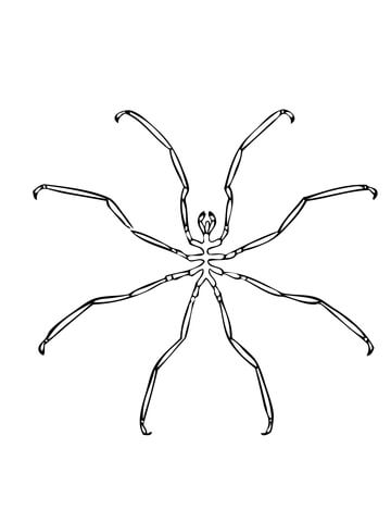 Sea Spider Coloring page