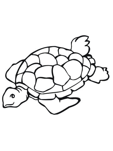 Sea Turtle Coloring page