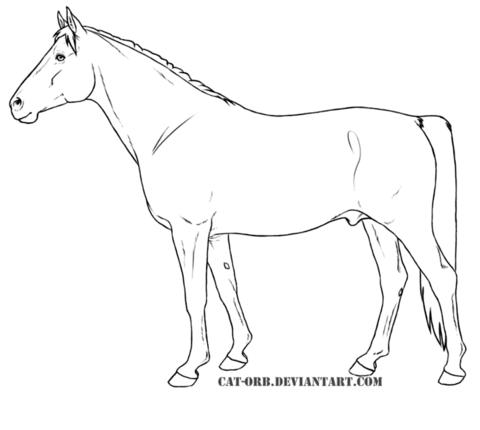 Shagya Arabian Coloring page