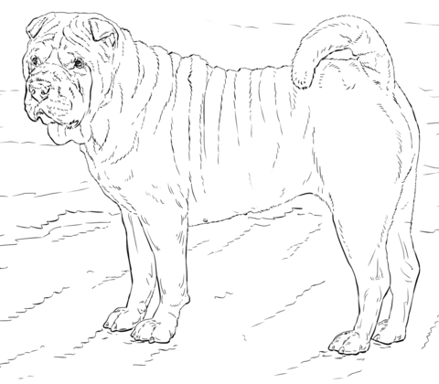 Shar Pei dog Coloring page