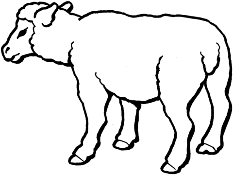 Sheep 3 Coloring page