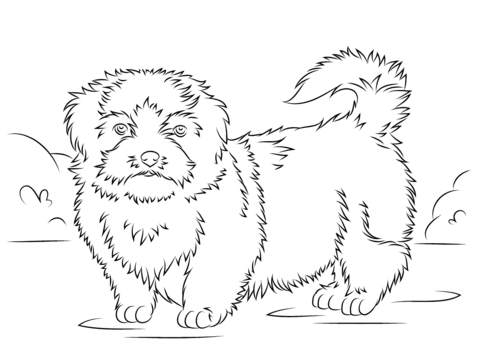 Shih Tzu Coloring page