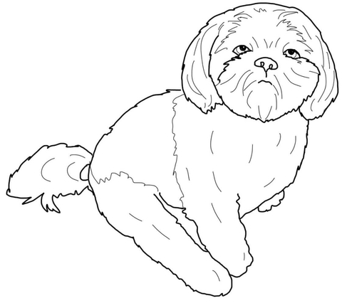 Shih Tzu Coloring page