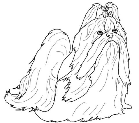 Shih Tzu in Show Coat Coloring page