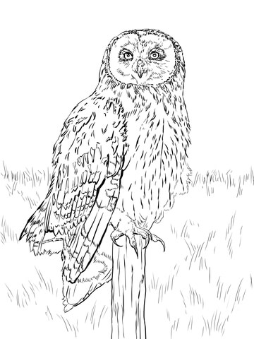 Short Eared Owl Coloring page