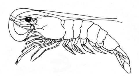 Shrimp Coloring page