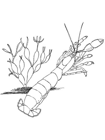 Shrimp Coloring page