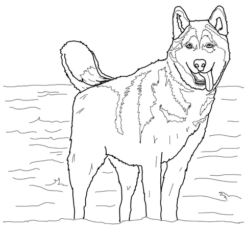 Siberian Husky Coloring page