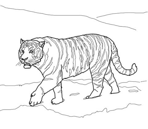 Siberian or Amur Tiger Coloring page