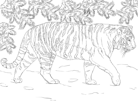 Siberian Tiger Coloring page