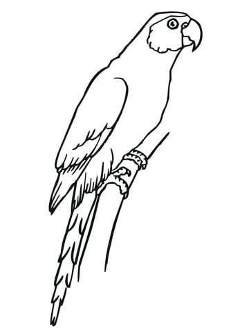 Sitting Parakeet Coloring page