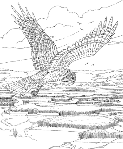 Soaring Hawk Coloring page