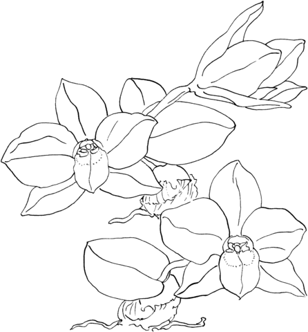 Sophronitis Cernua Orchid Coloring page