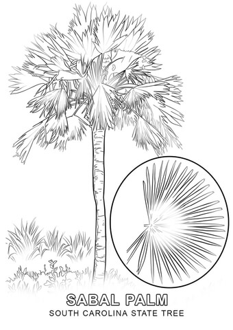 South Carolina State Tree Coloring page