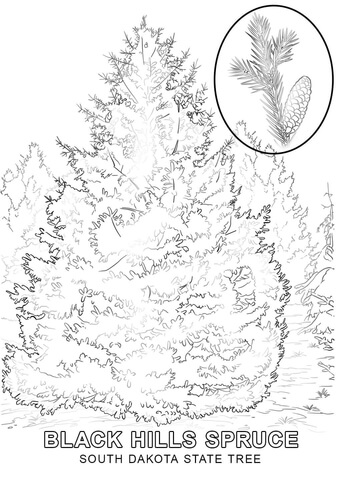 South Dakota State Tree Coloring page