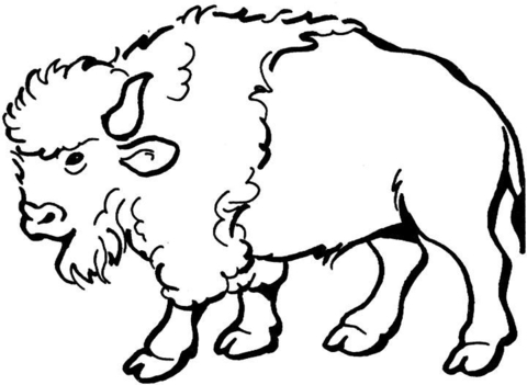 Spanish Buffalo  Coloring page