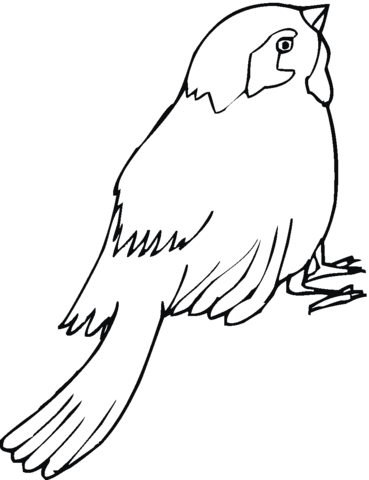 Sparrow 16 Coloring page