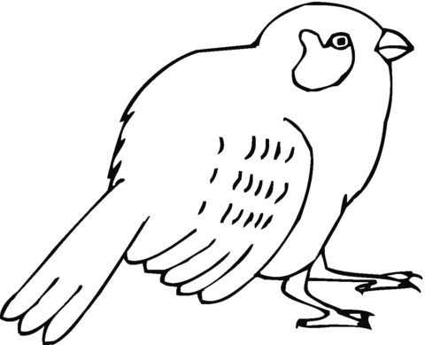 Sparrow 17 Coloring page