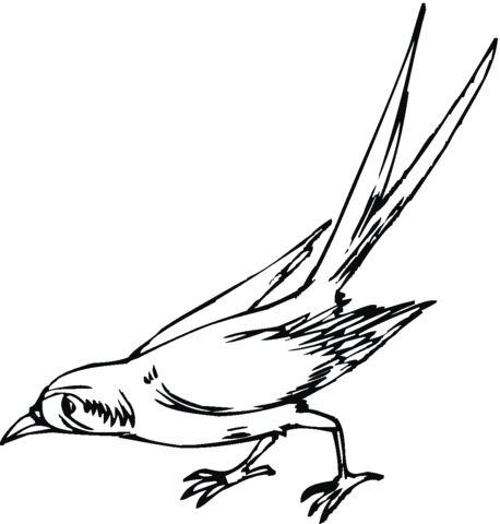 Sparrow 6 Coloring page