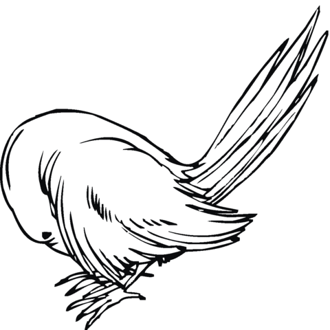 Sparrow 9 Coloring page