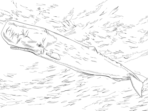 Sperm Whale or Cachalot Coloring page