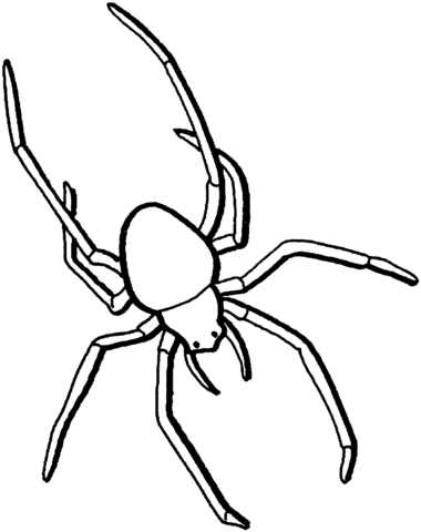 Spider 1 Coloring page