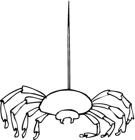 Spider 11 Coloring page