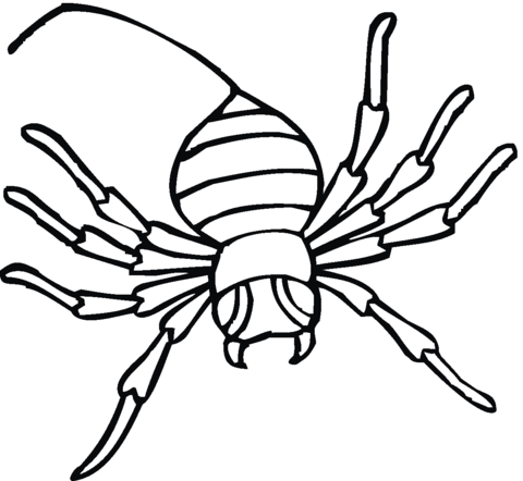 Spider 13 Coloring page