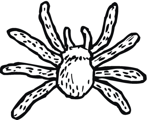 Spider 15 Coloring page