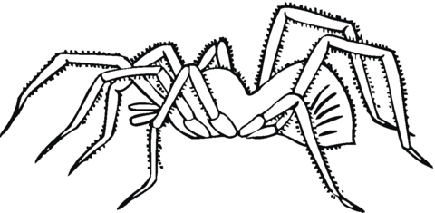 Spider 18 Coloring page