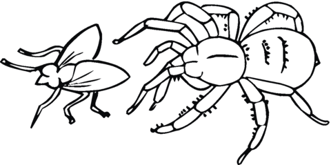 Spider hunting a fly Coloring page