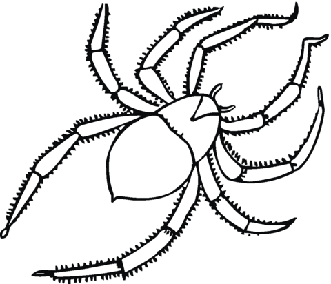 Spider 24 Coloring page