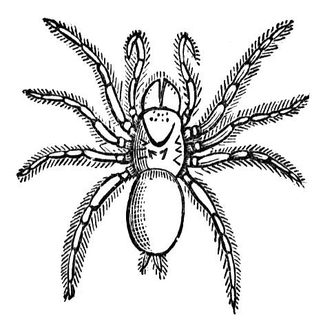 Spider 25 Coloring page