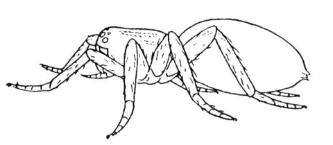 Spider 26 Coloring page