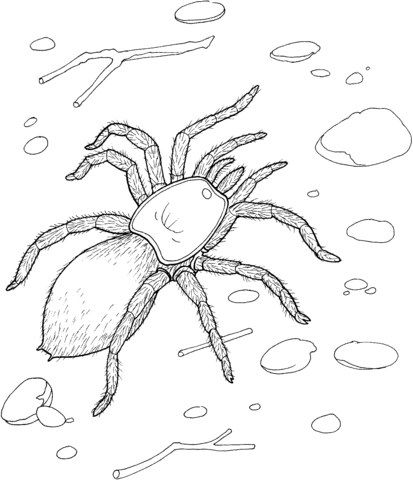 Spider 3 Coloring page