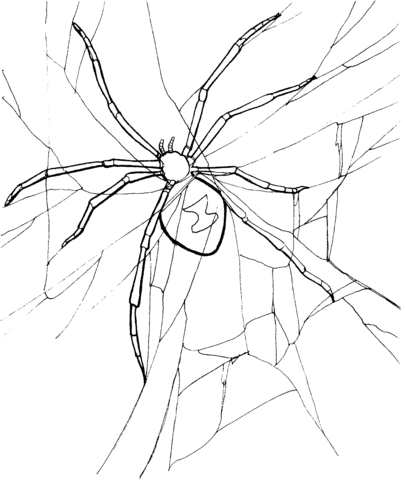 Spider 4 Coloring page