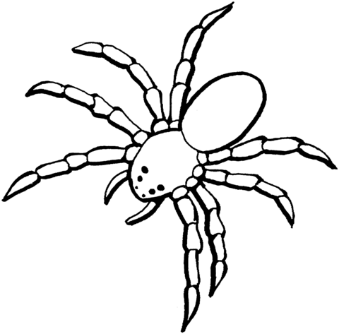 Spider 5 Coloring page