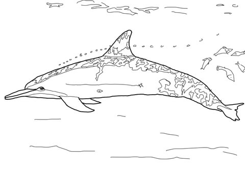 Spinner Dolphin Coloring page