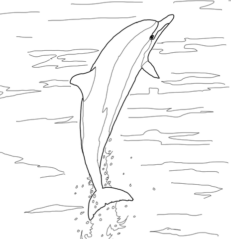 Spinner Dolphin Jumping Coloring page