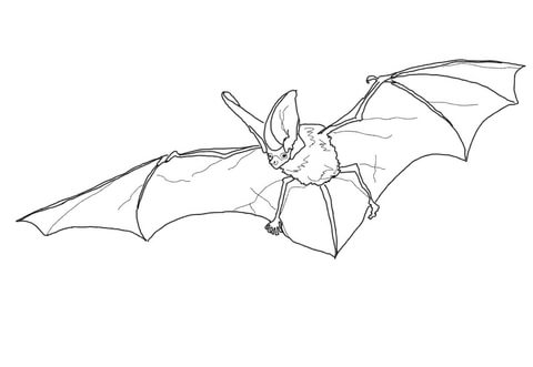 Spotted Bat Coloring page