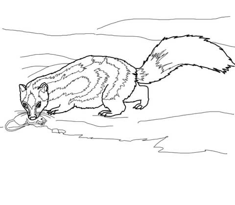 Spotted Skunk Catches a Rat Coloring page