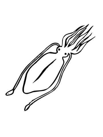 Squid Mollusc Coloring page