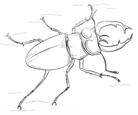 Western black stag beetle Coloring page