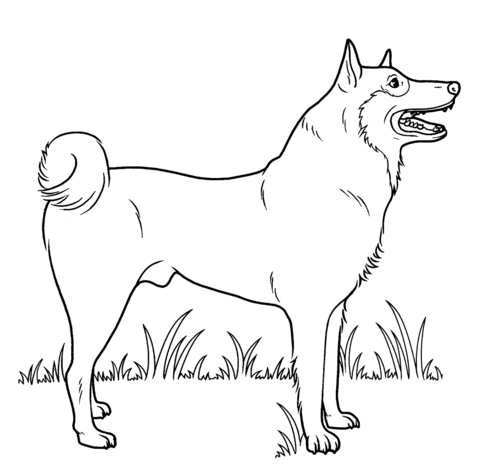 Street Dog  Coloring page